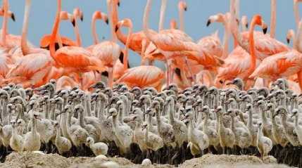 flamingo chicks