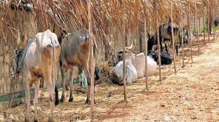 goshala cow shelter