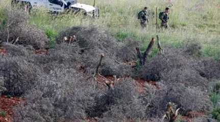 settlers cut Palestinian's olive trees