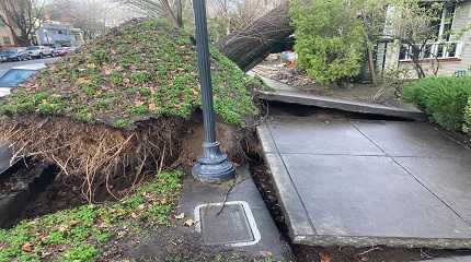 tree collapsed