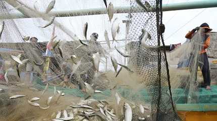 Fishermen remove their catch from nets 