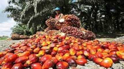 palm oil