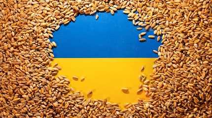 Ukrainian flag is covered with grains