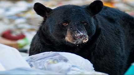 Bear attacks 7 year old boy