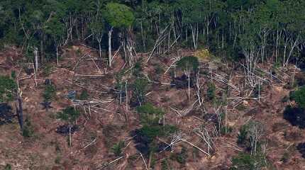 Brazilian Amazon