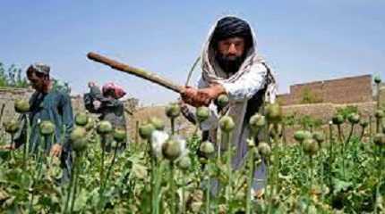 opium poppy 