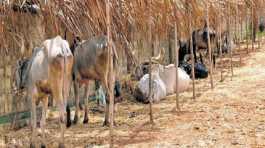  goshala cow shelter