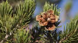 Pine nuts