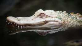 albino crocodile