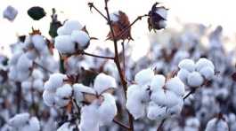 cotton 