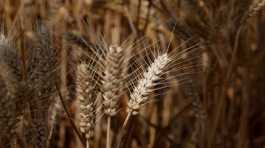 Wheat crops