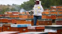 bee farmer in Palestine