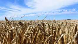 barley field